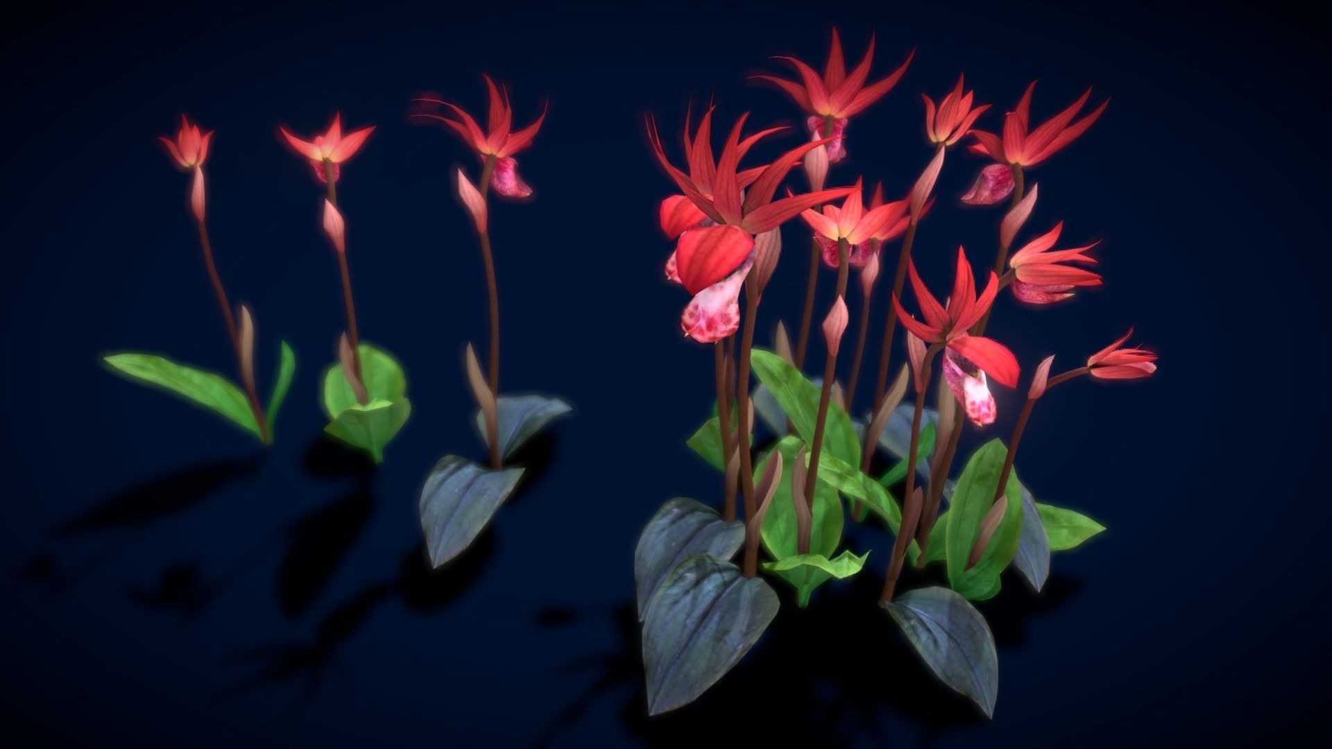 Flower Calypso Bulbosa Low-poly 3D model_8