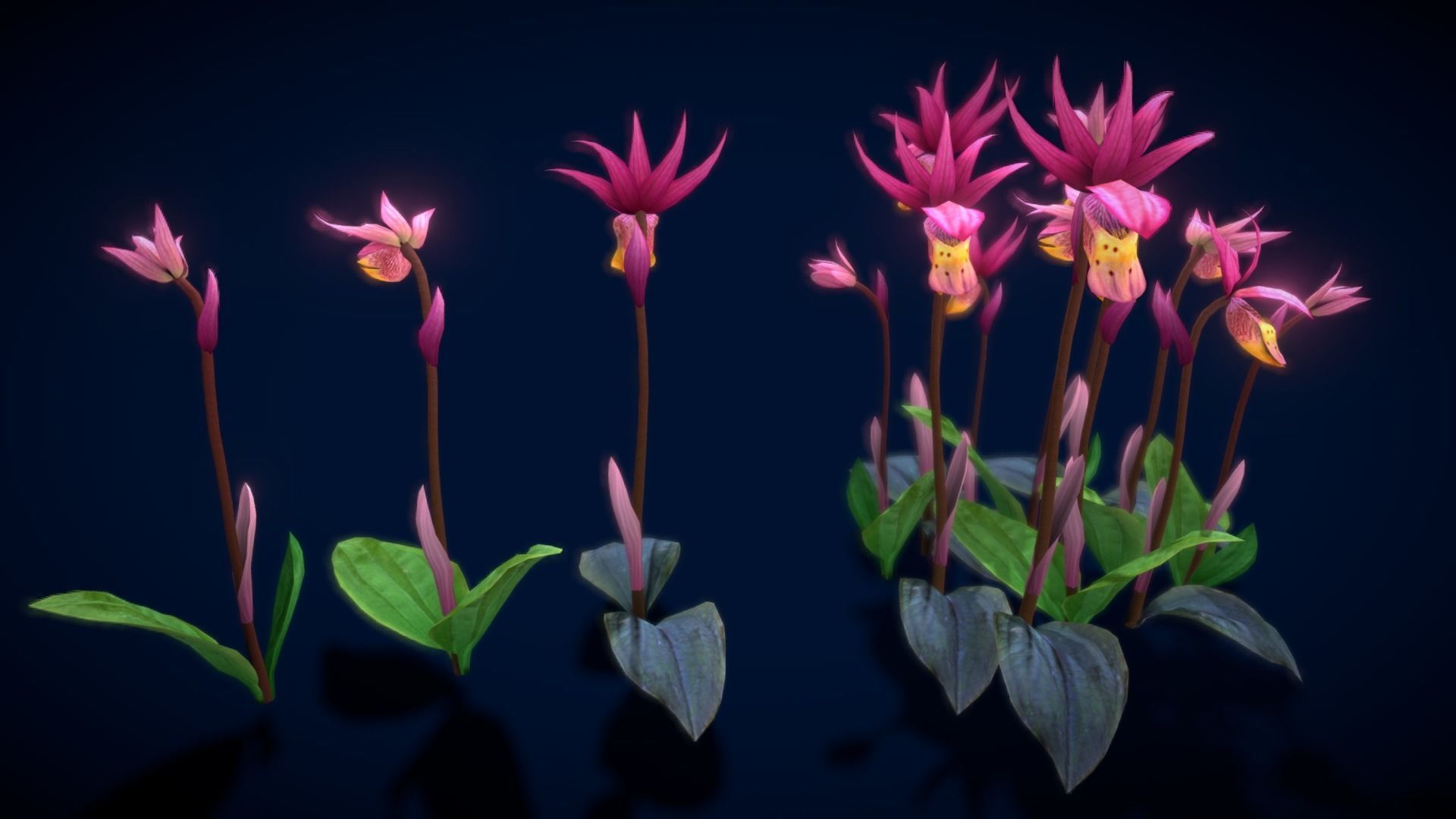 Flower Calypso Bulbosa Low-poly 3D model_12