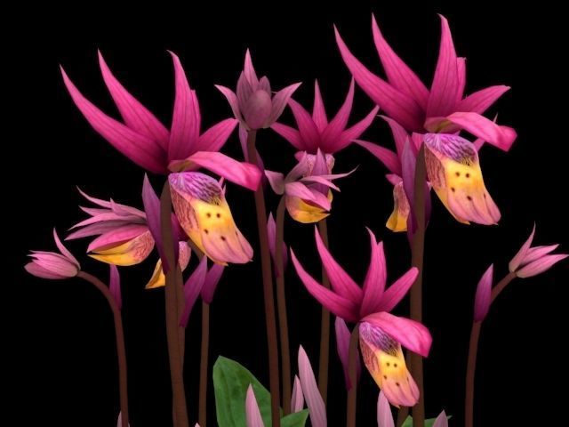 Flower Calypso Bulbosa Low-poly 3D model_6