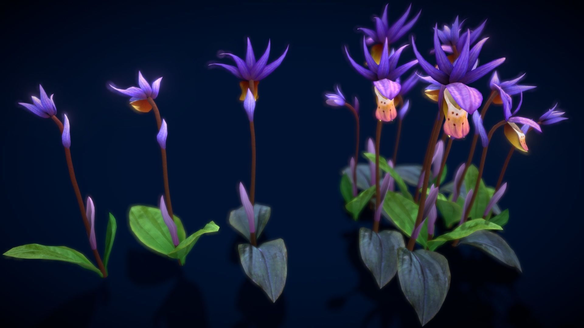 Flower Calypso Bulbosa Low-poly 3D model_10