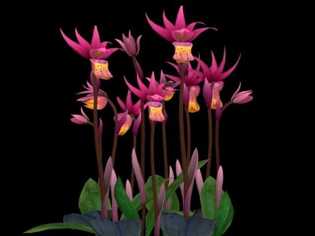 Flower Calypso Bulbosa Low-poly 3D model_5