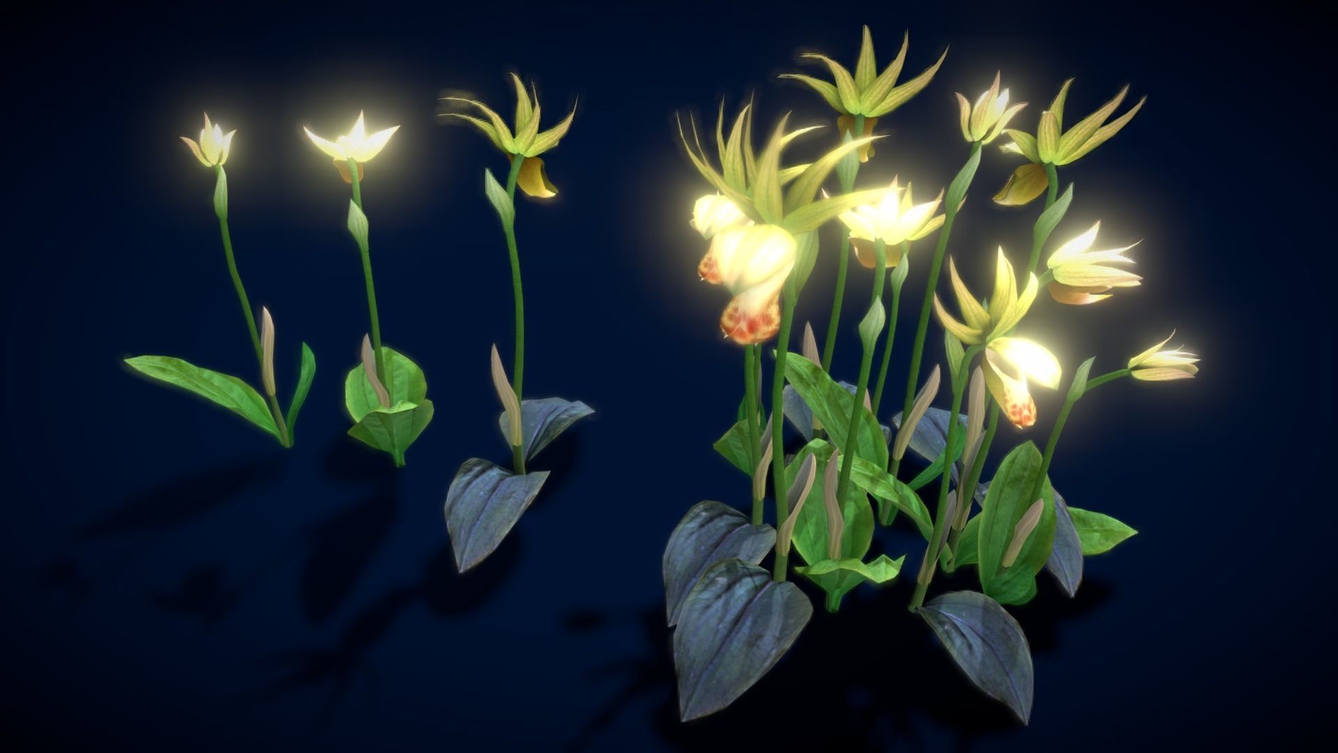 Flower Calypso Bulbosa Low-poly 3D model_9