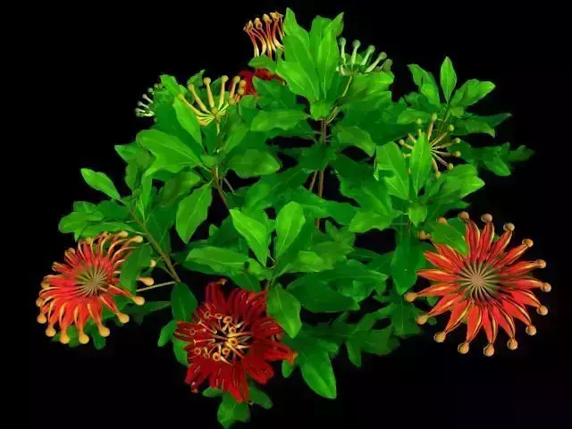 Flower Firewheel Tree