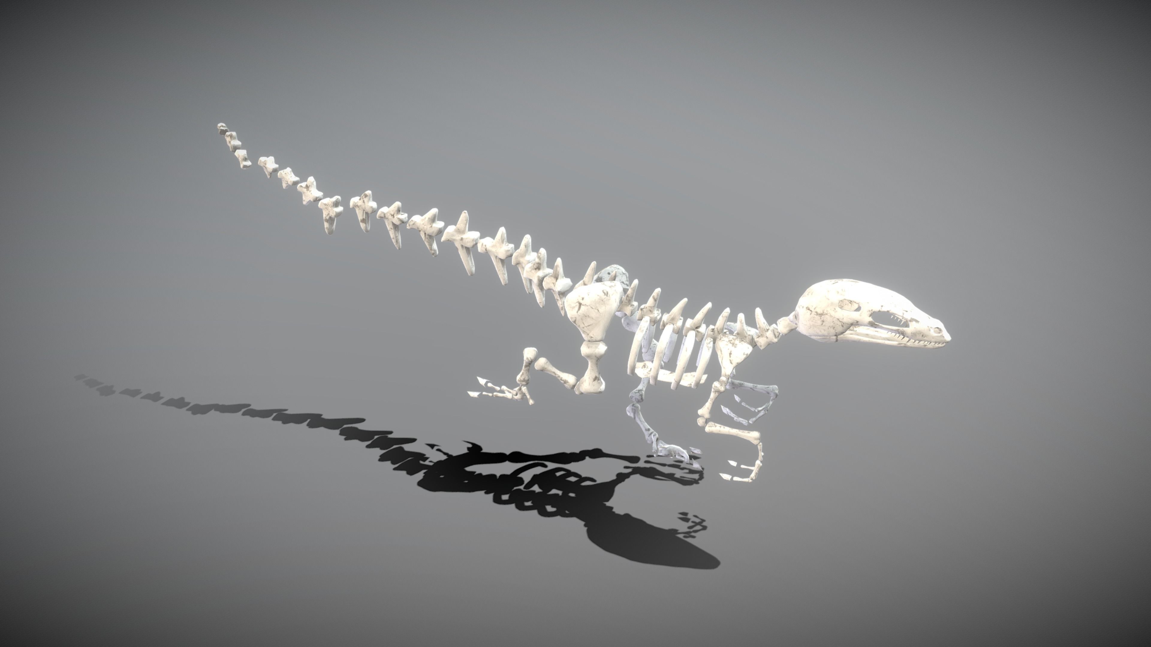 Animal Skeletons Low-poly 3D model_12