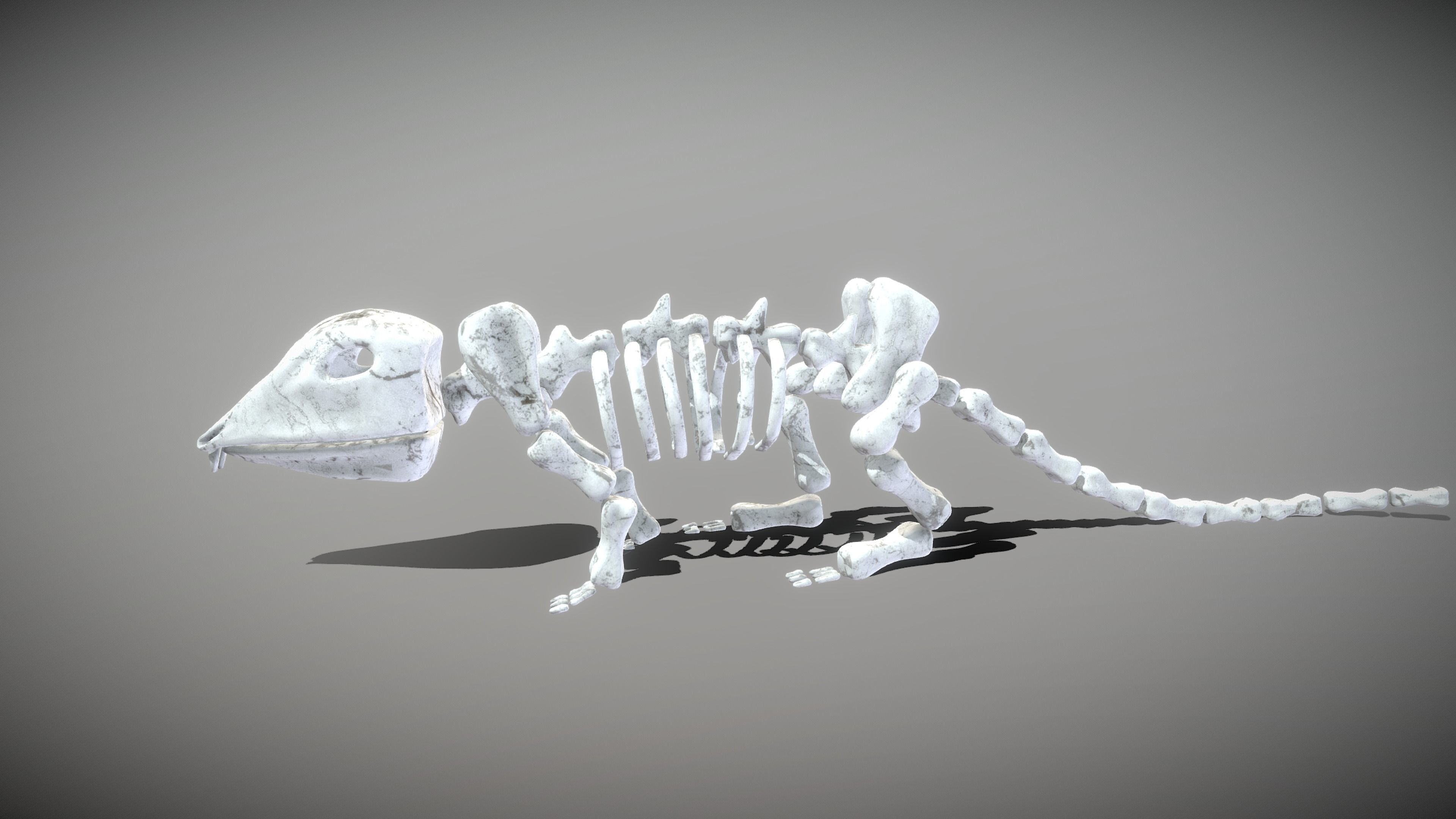 Animal Skeletons Low-poly 3D model_23