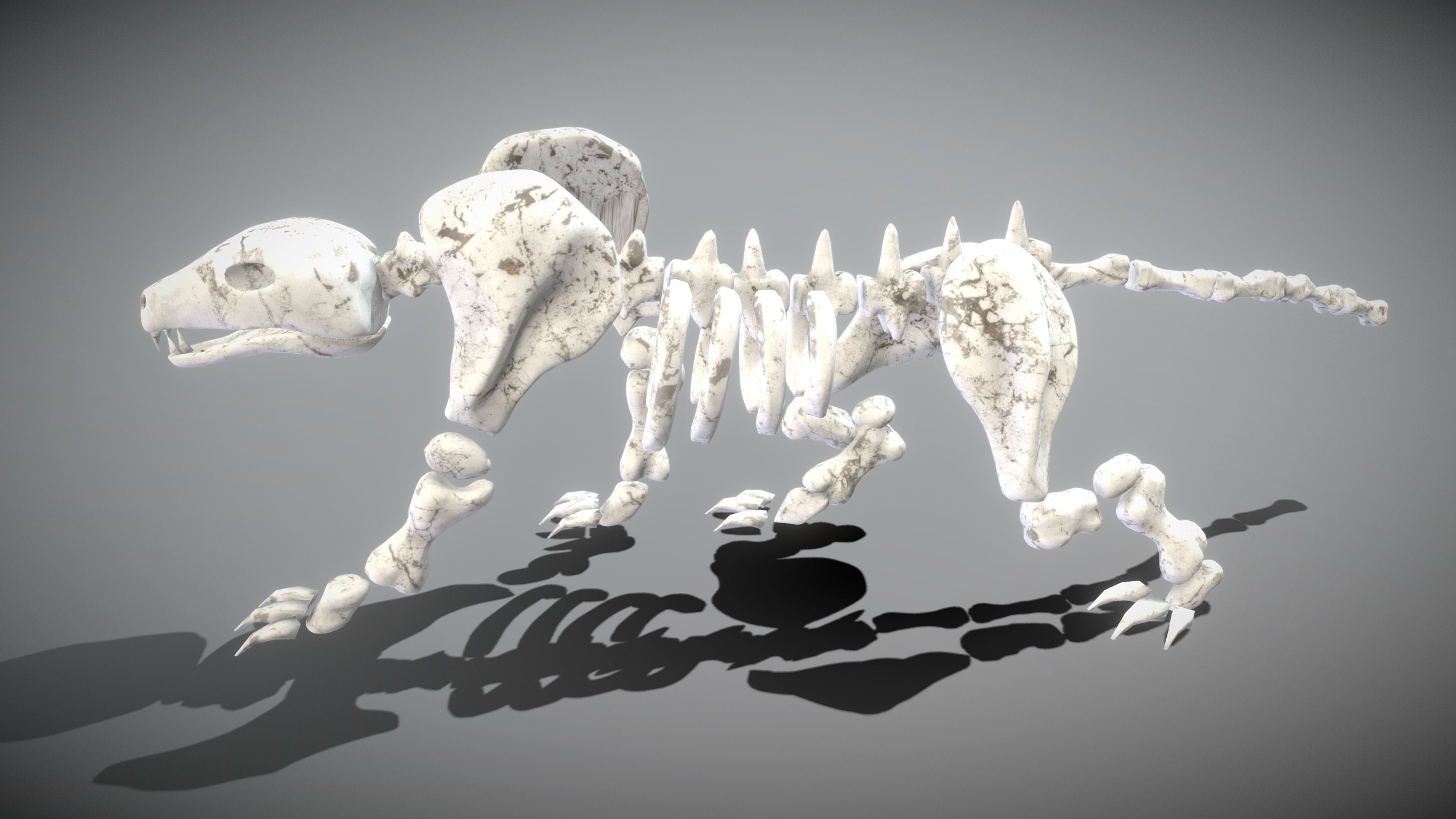 Animal Skeletons Low-poly 3D model_17