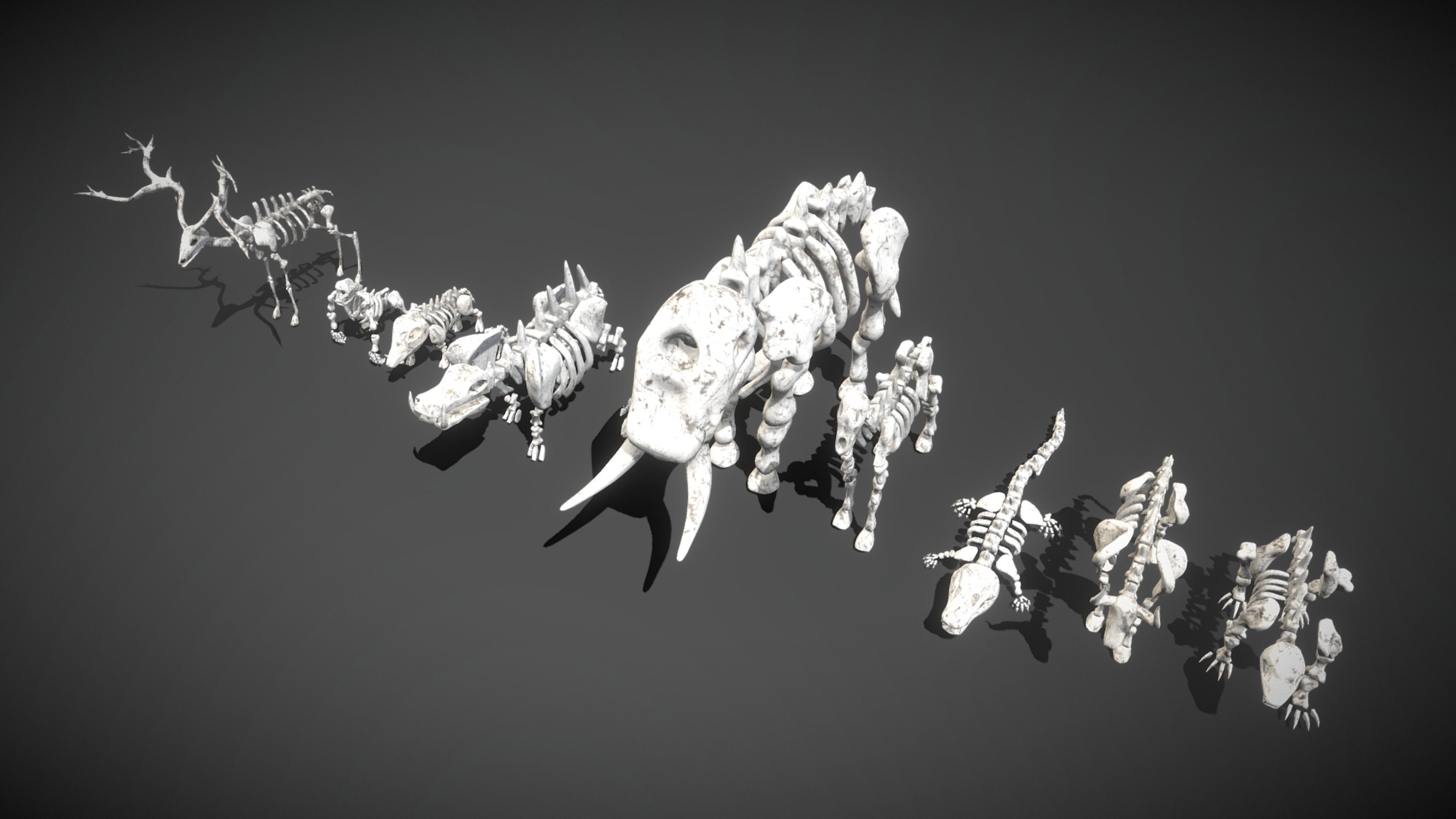 Animal Skeletons Low-poly 3D model_3