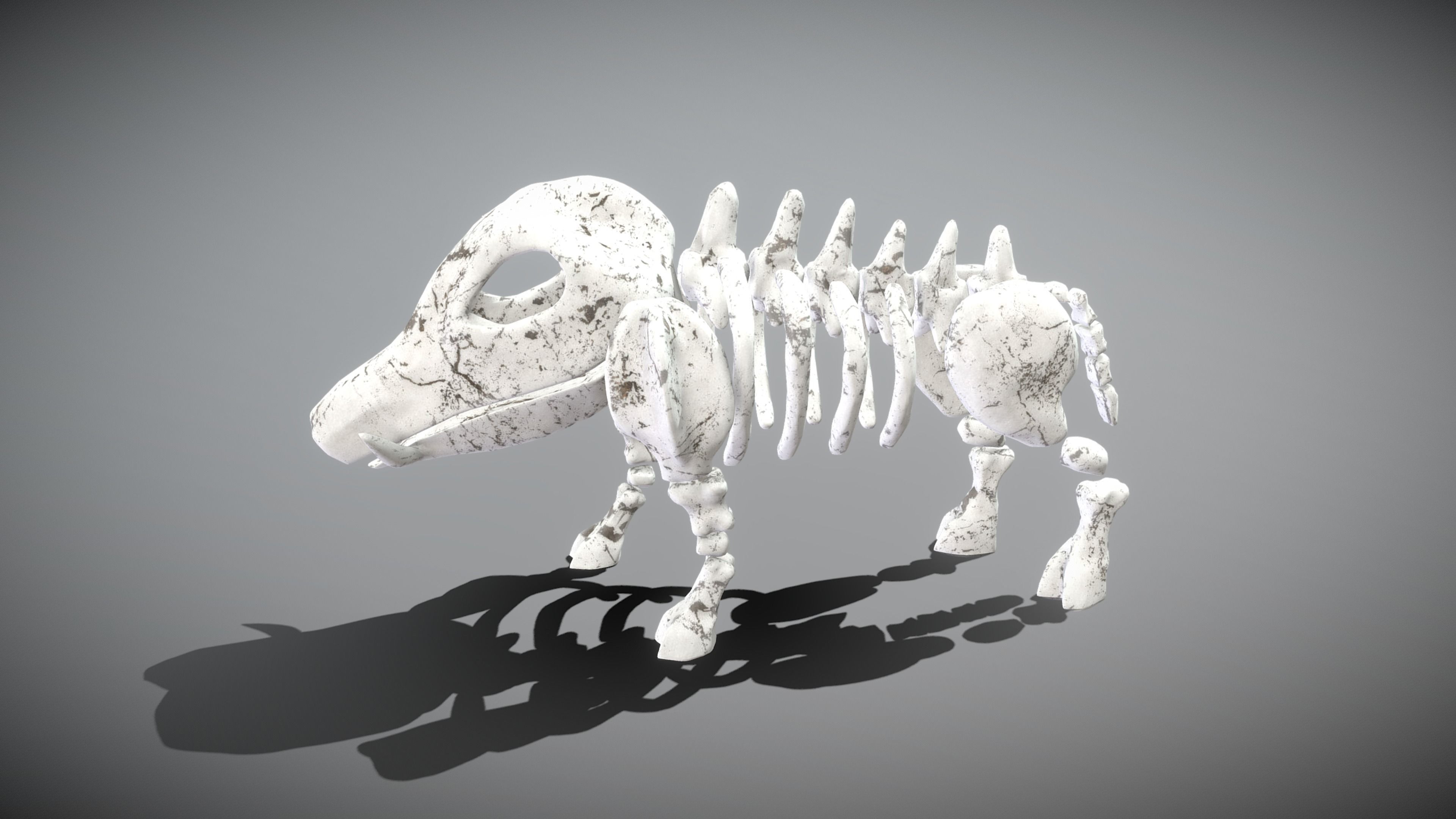 Animal Skeletons Low-poly 3D model_14