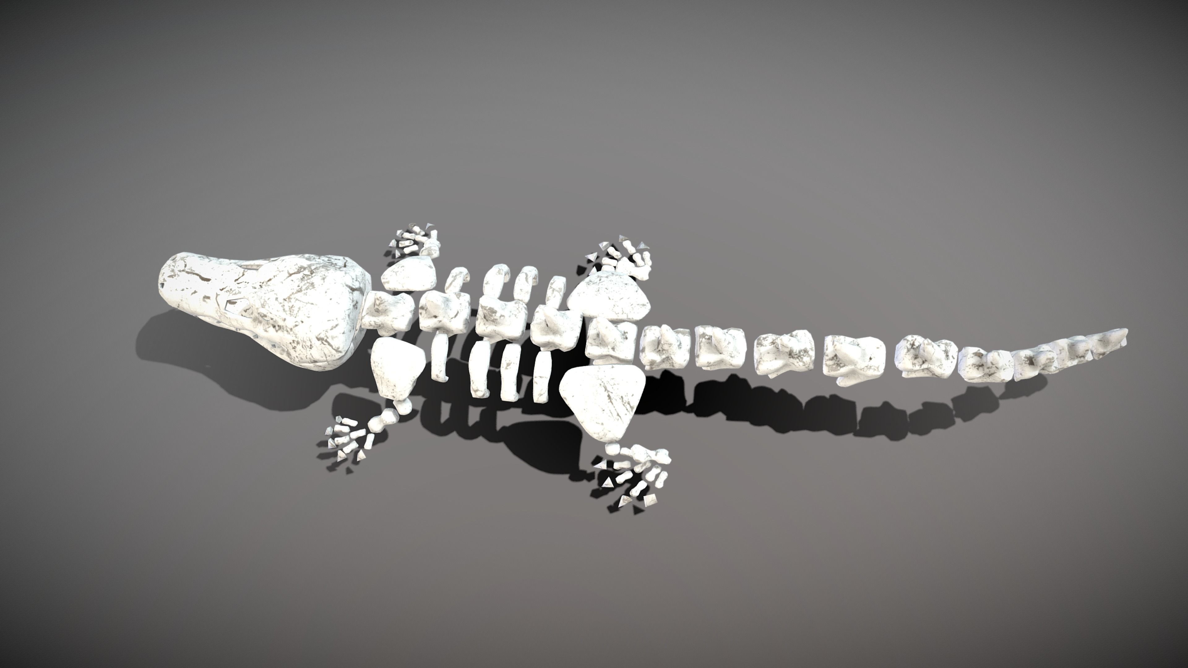 Animal Skeletons Low-poly 3D model_13