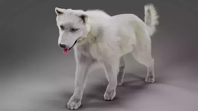 Fur White Dog Rigged