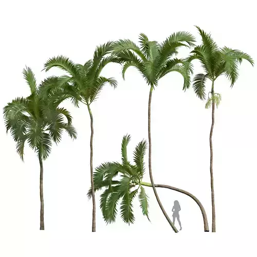 New Plant High detail Areca Catechu 3D model