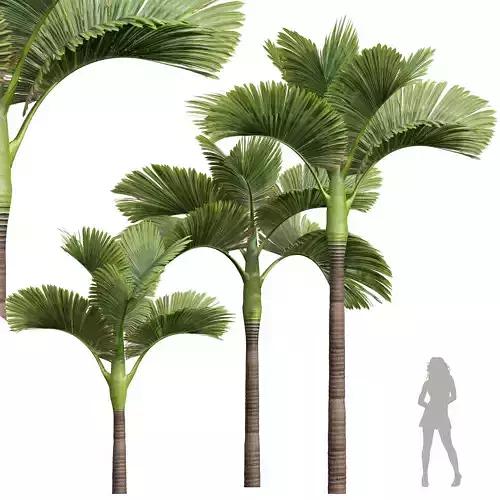 New Plant High detail Areca Catechu Decorative Garden 3D model