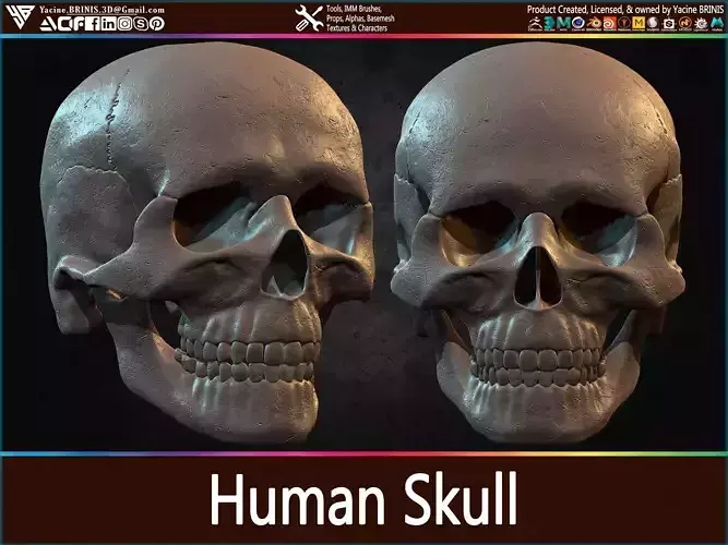 Highly Detailed Human Skull Low-poly 3D model