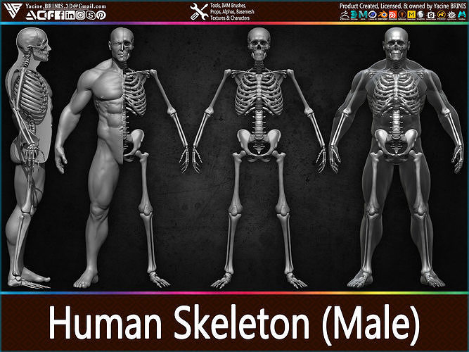 Highly Detailed Human Male Skeleton Low-poly 3D model