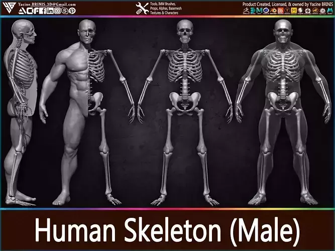 Highly Detailed Human Male Skeleton Low-poly 3D model