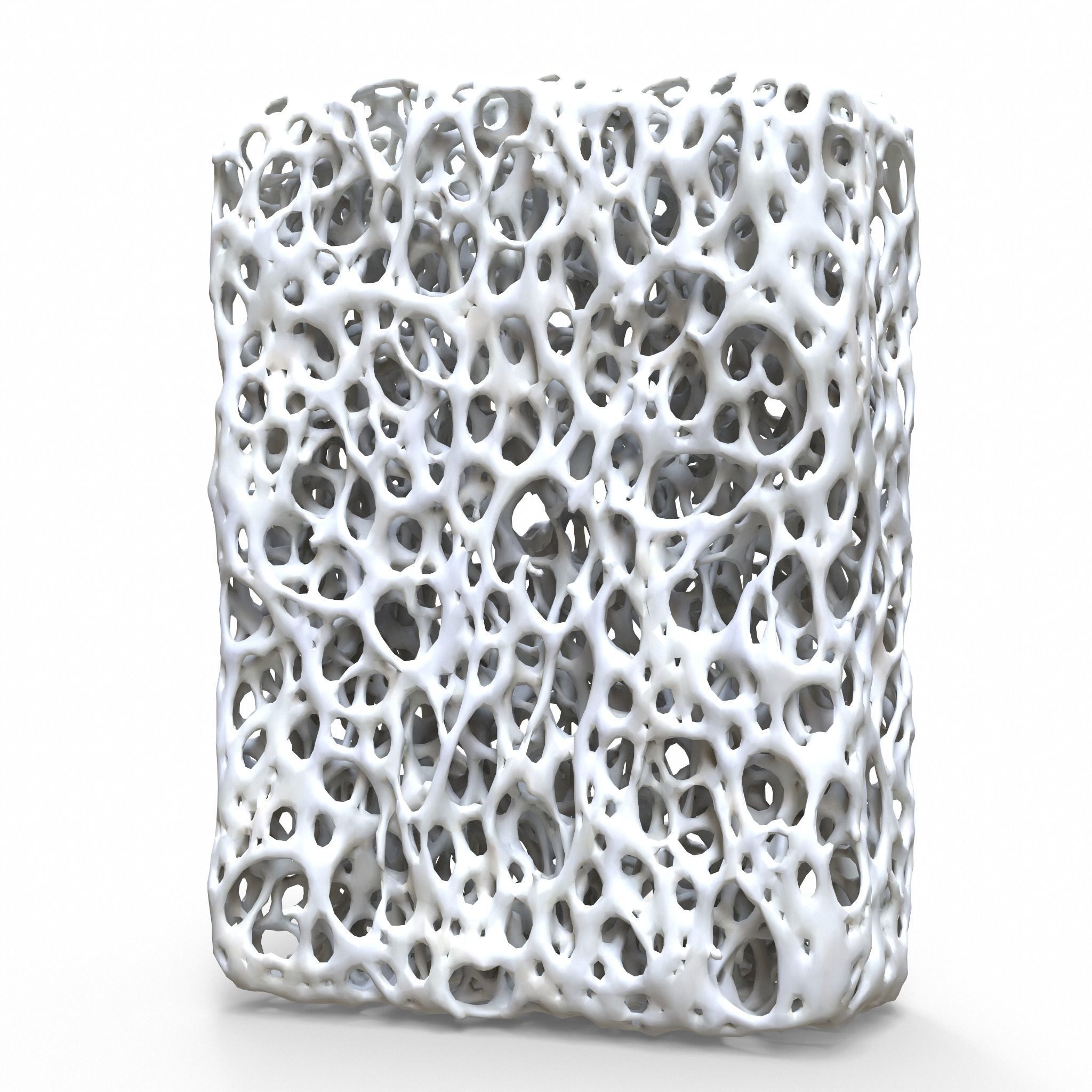 Bone Structure 3D model_2
