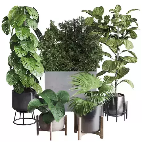  indoor plant ficus lyrata monstera palm in a wooden