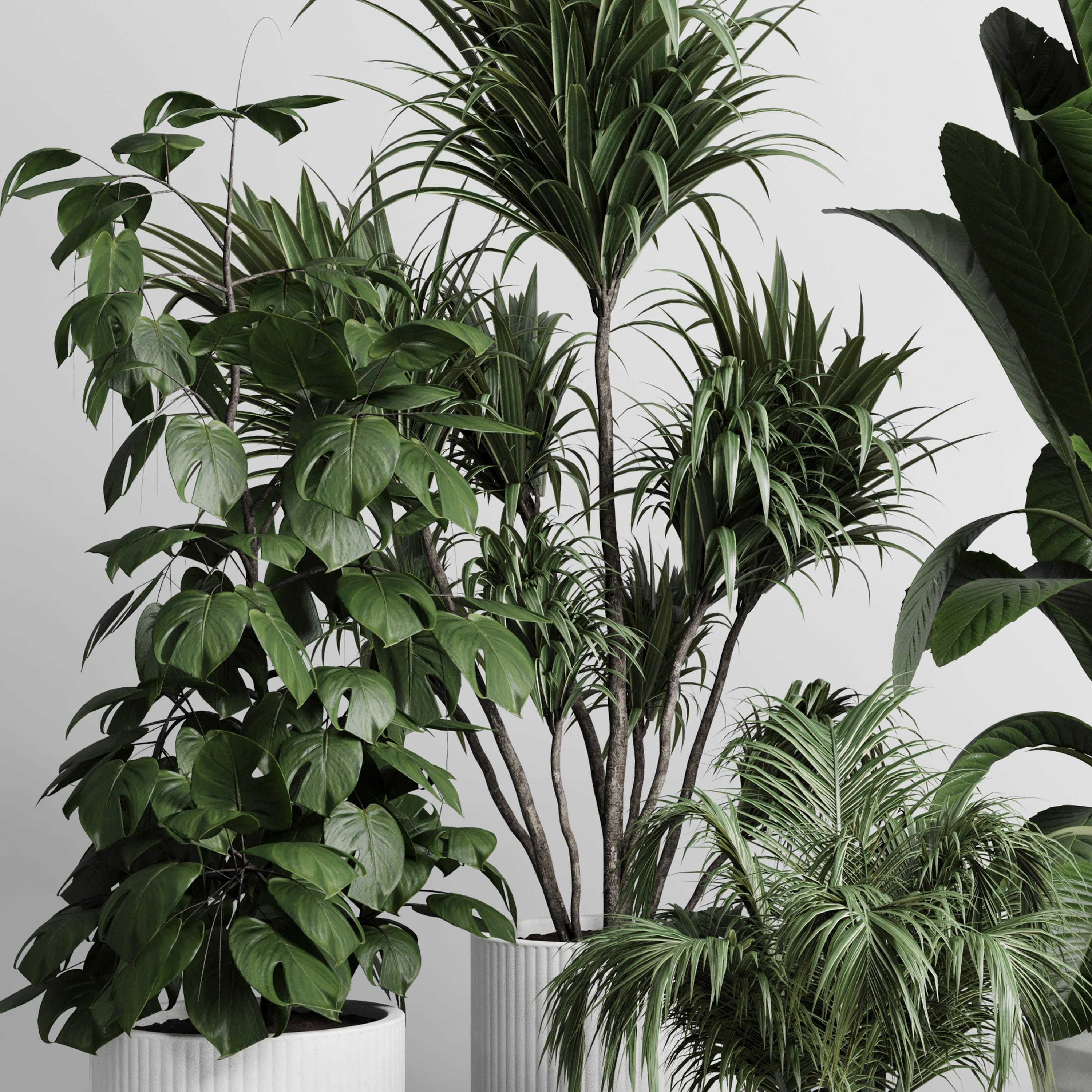 indoor plant plam ficus rubbery monstera concrete vase 3D model | CGTrader