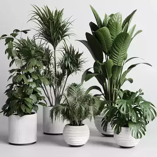indoor plant plam ficus rubbery monstera concrete vase