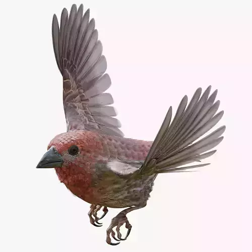 House finch - Blender