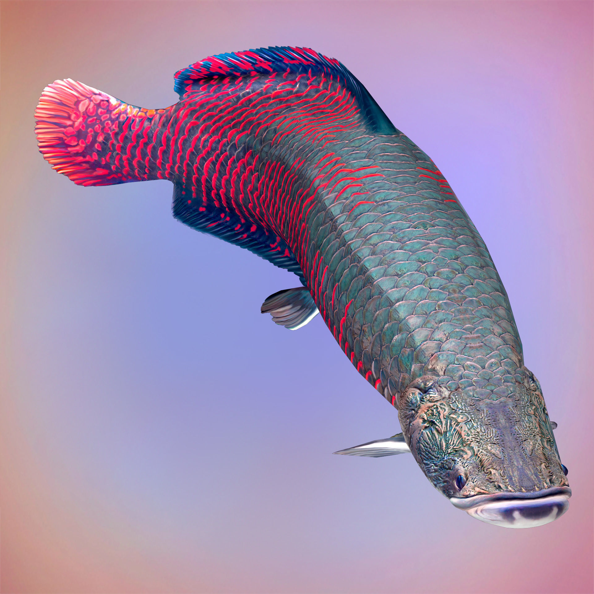Fish Arapaima Gigas Low-poly 3D model_3