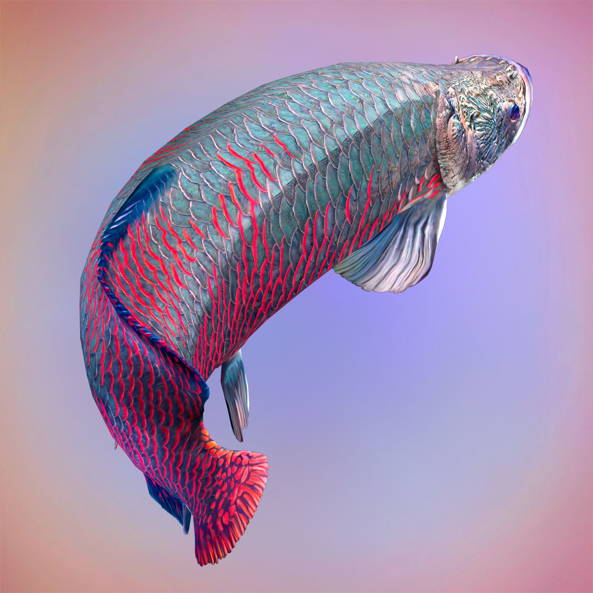 Fish Arapaima Gigas Low-poly 3D model_2