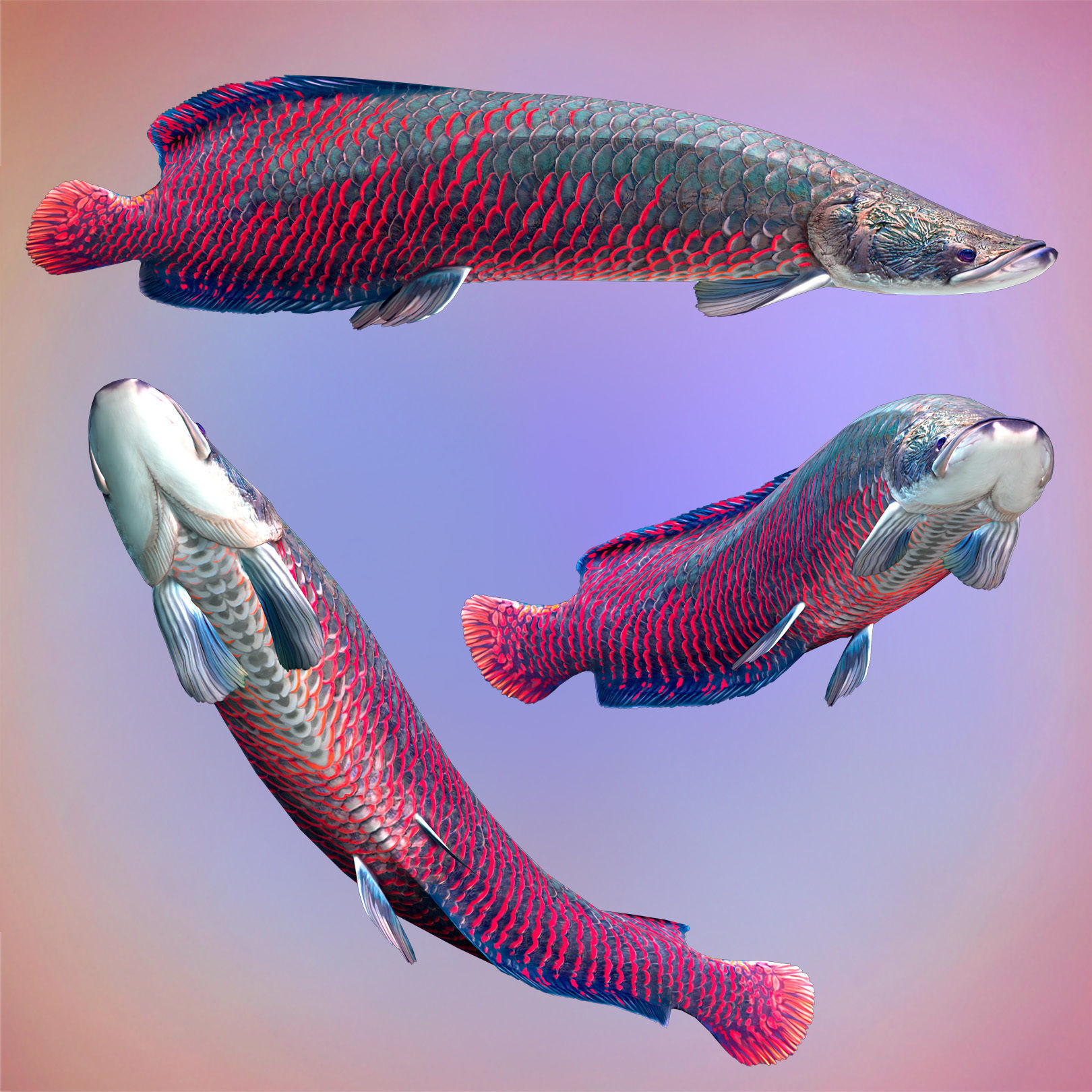 Fish Arapaima Gigas Low-poly 3D model_5