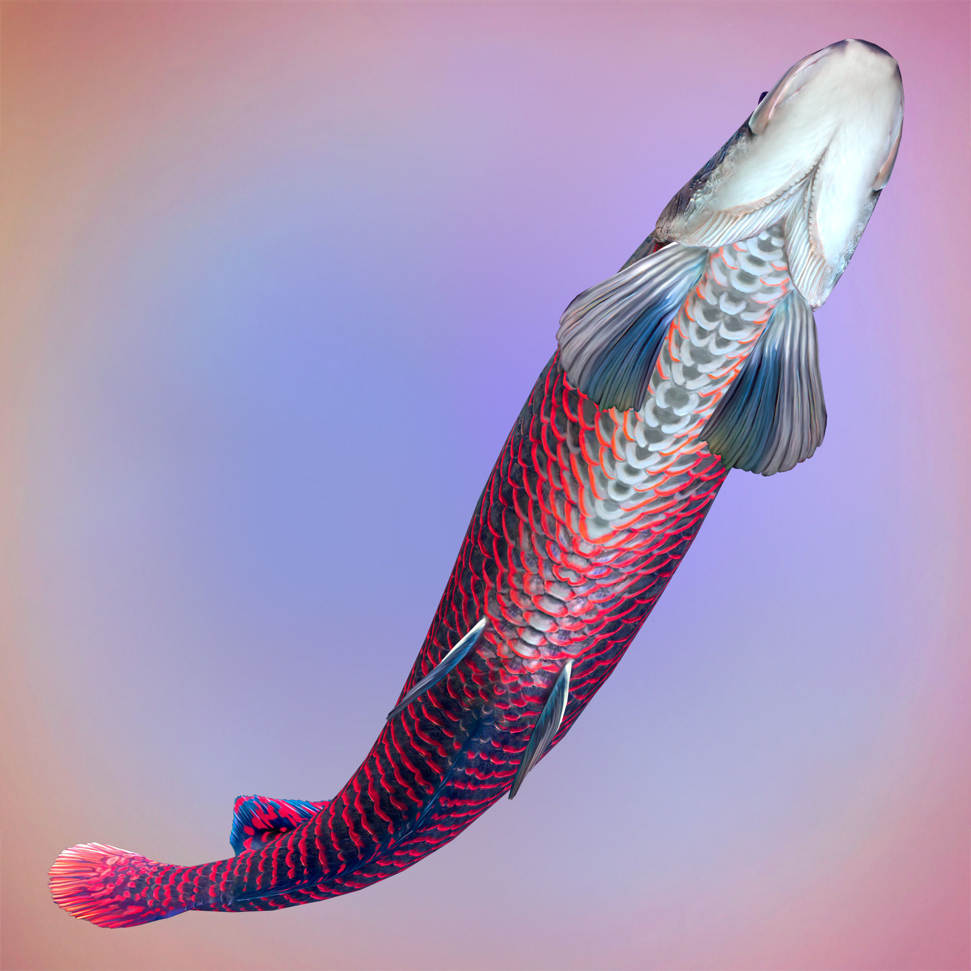 Fish Arapaima Gigas Low-poly 3D model_4