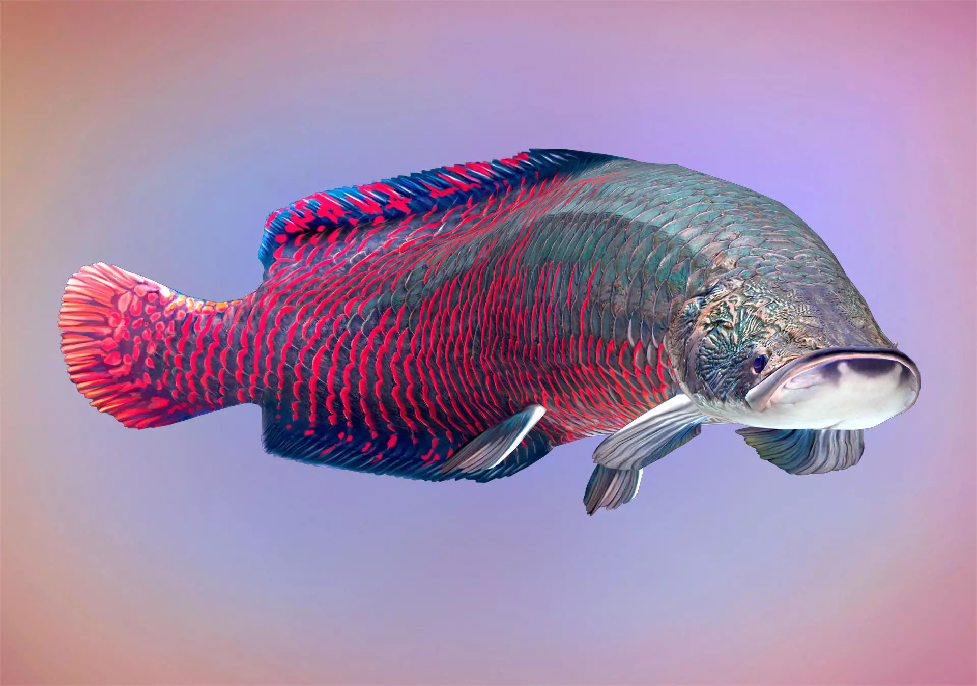 Fish Arapaima Gigas Low-poly 3D model_0