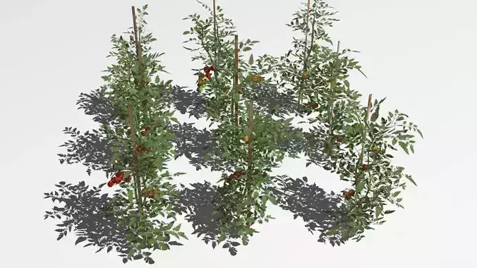 Tomato plantation