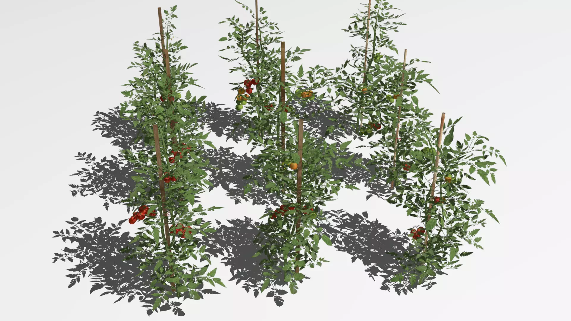 Tomato plantation Low-poly 3D model