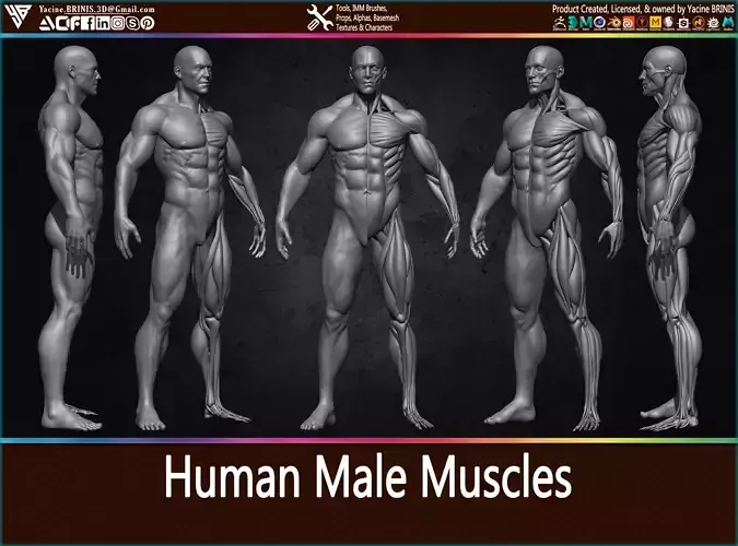 Highly Detailed Human Male Muscles