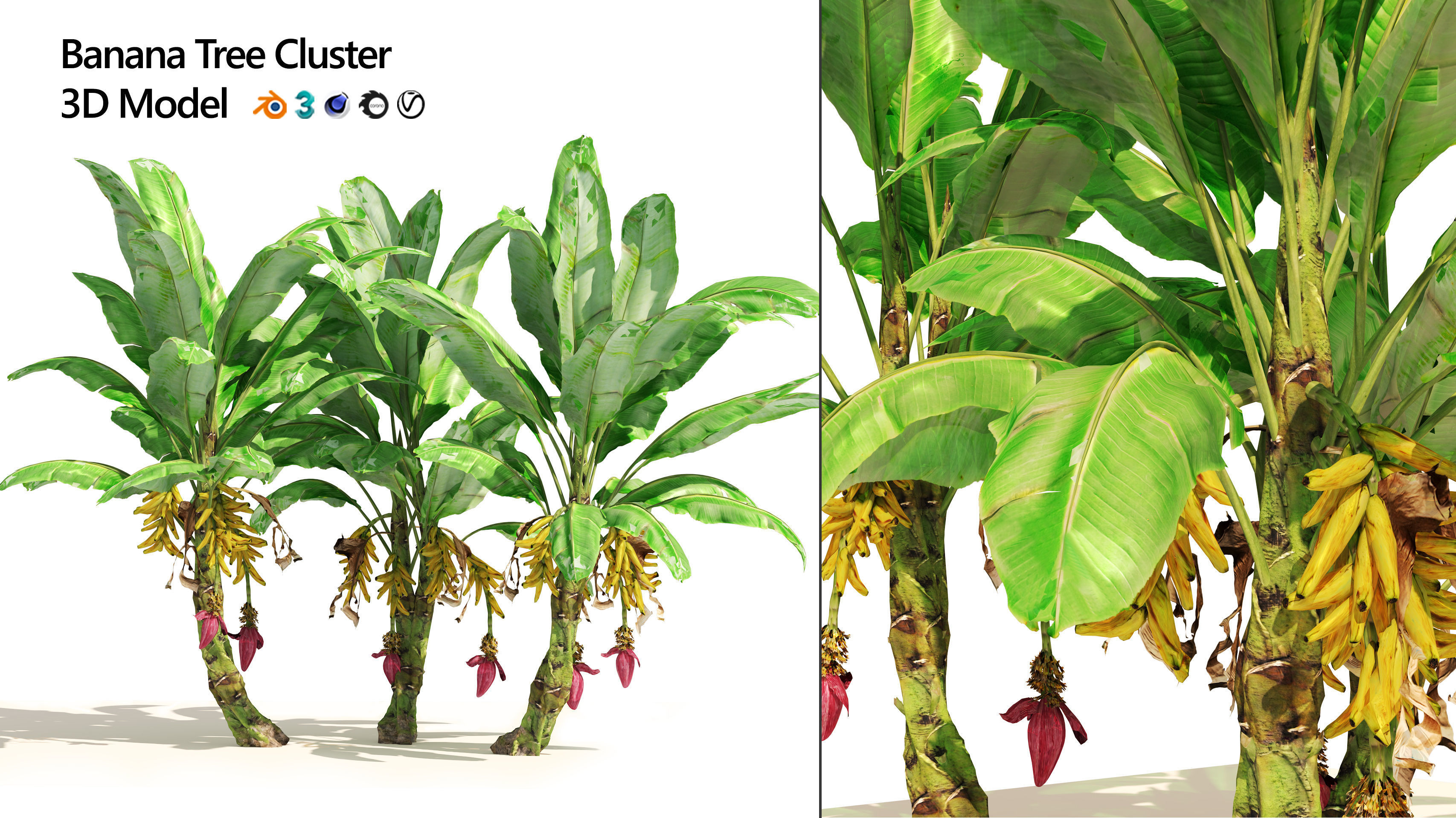Banana tree plant cluster Low-poly 3D model_1