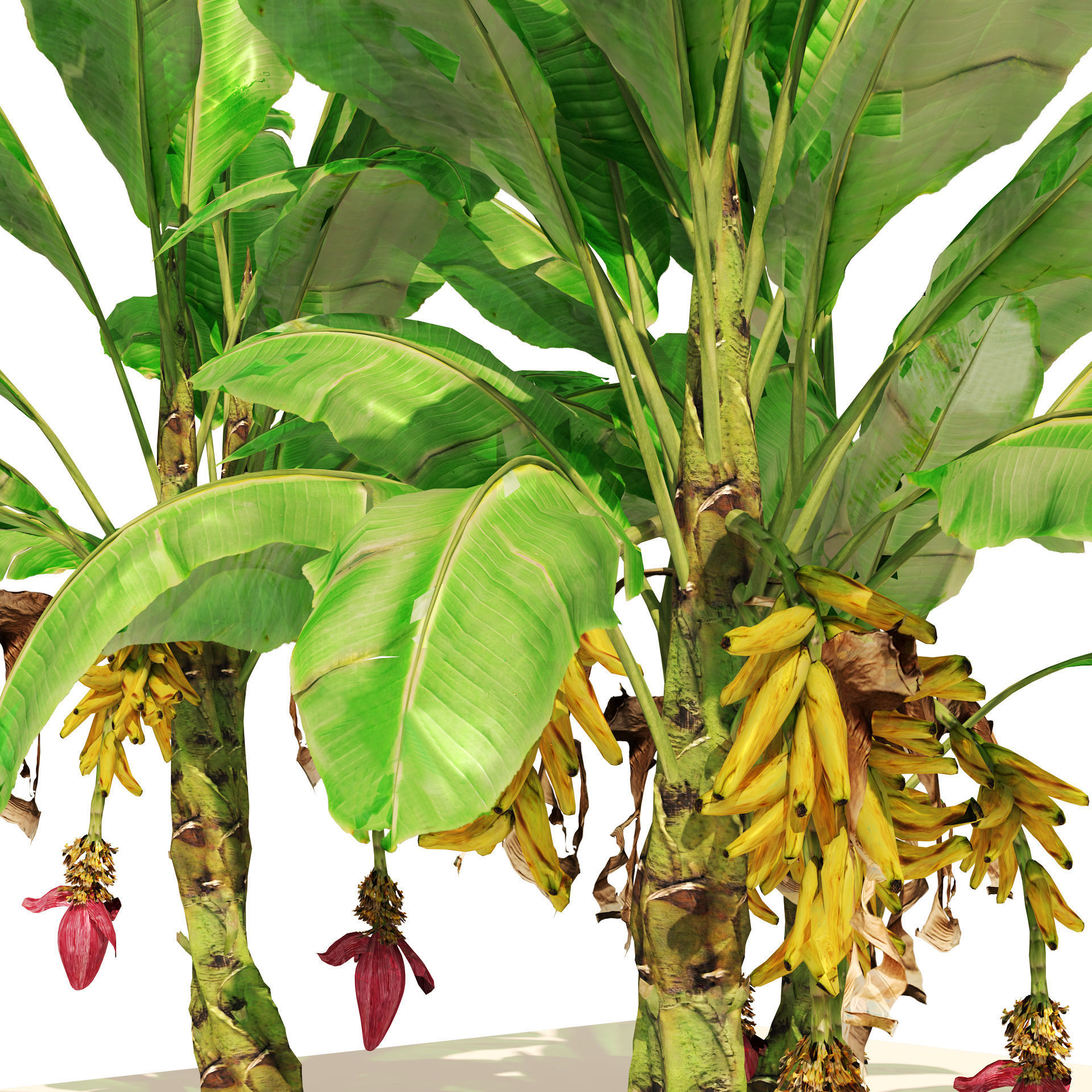 Banana tree plant cluster Low-poly 3D model_3