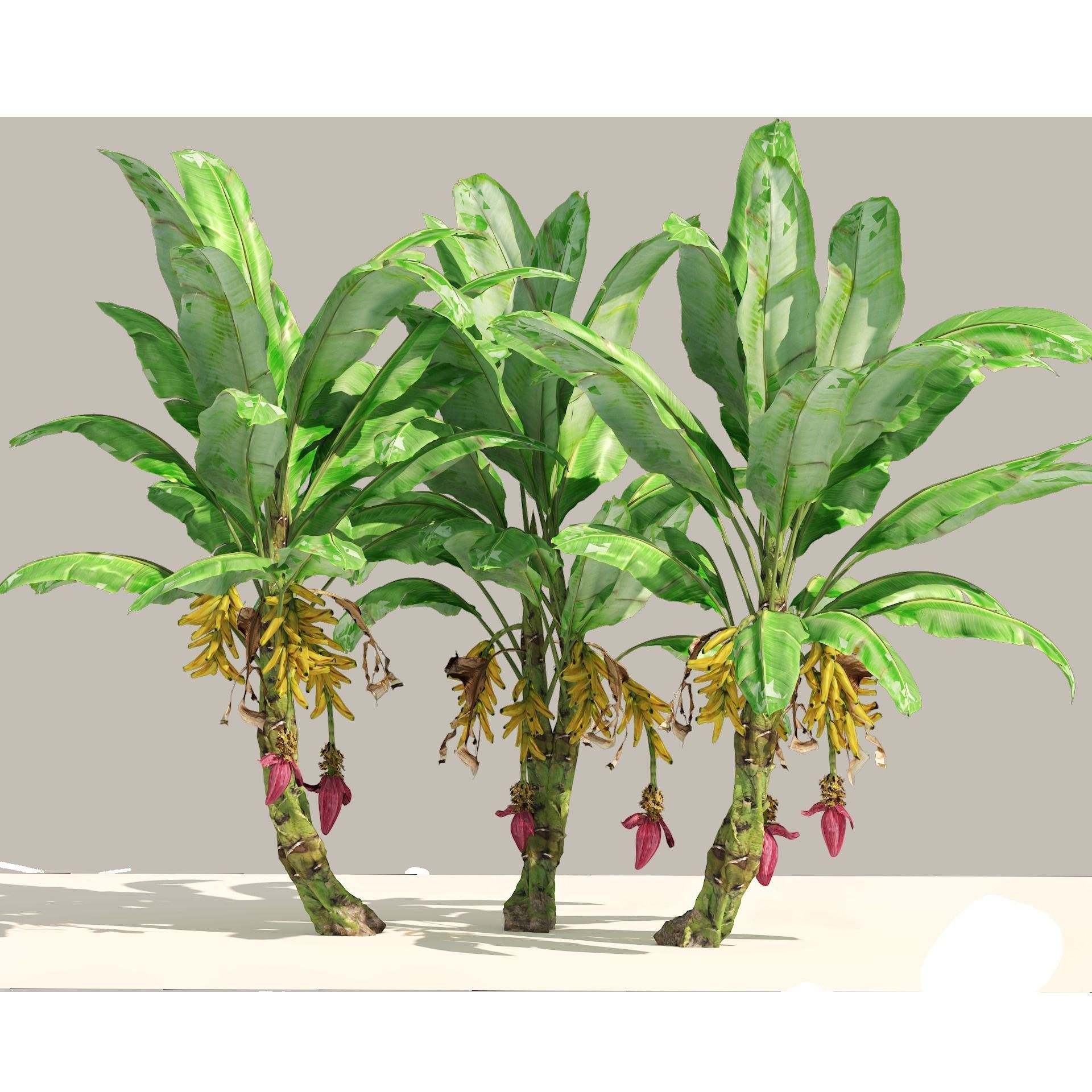 Banana tree plant cluster Low-poly 3D model_7