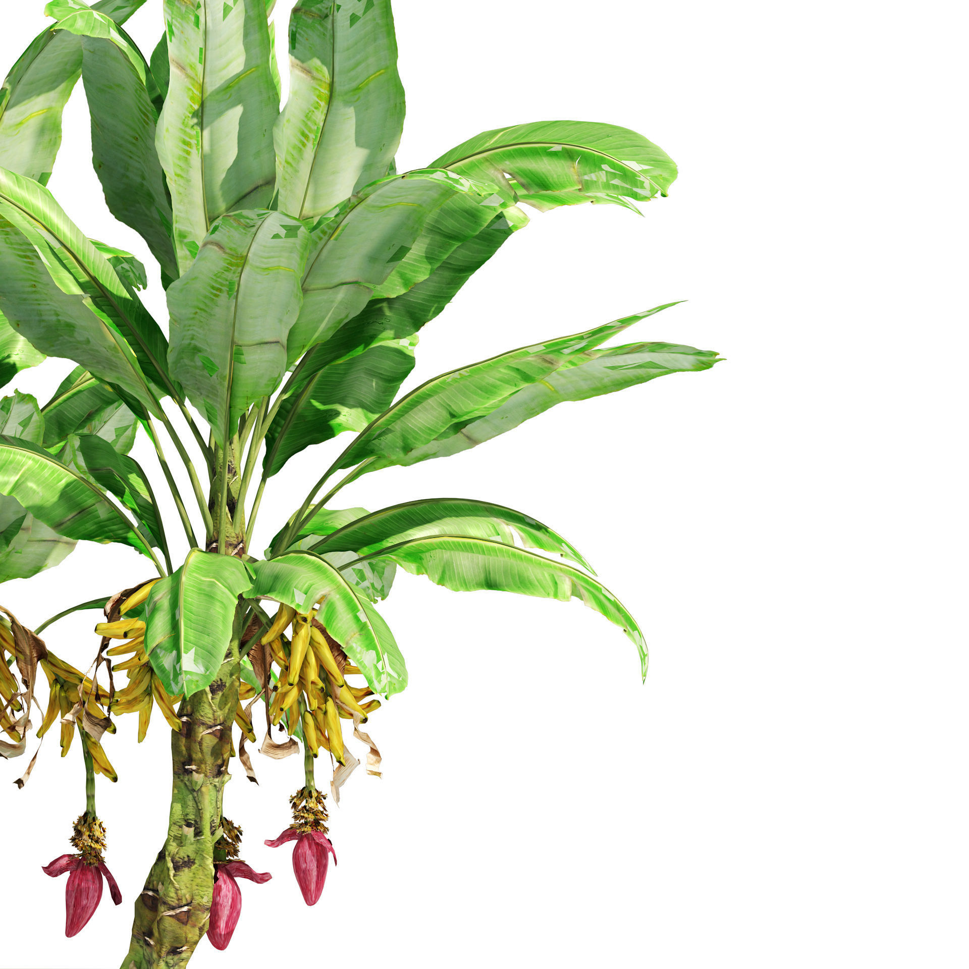 Banana tree plant cluster Low-poly 3D model_4
