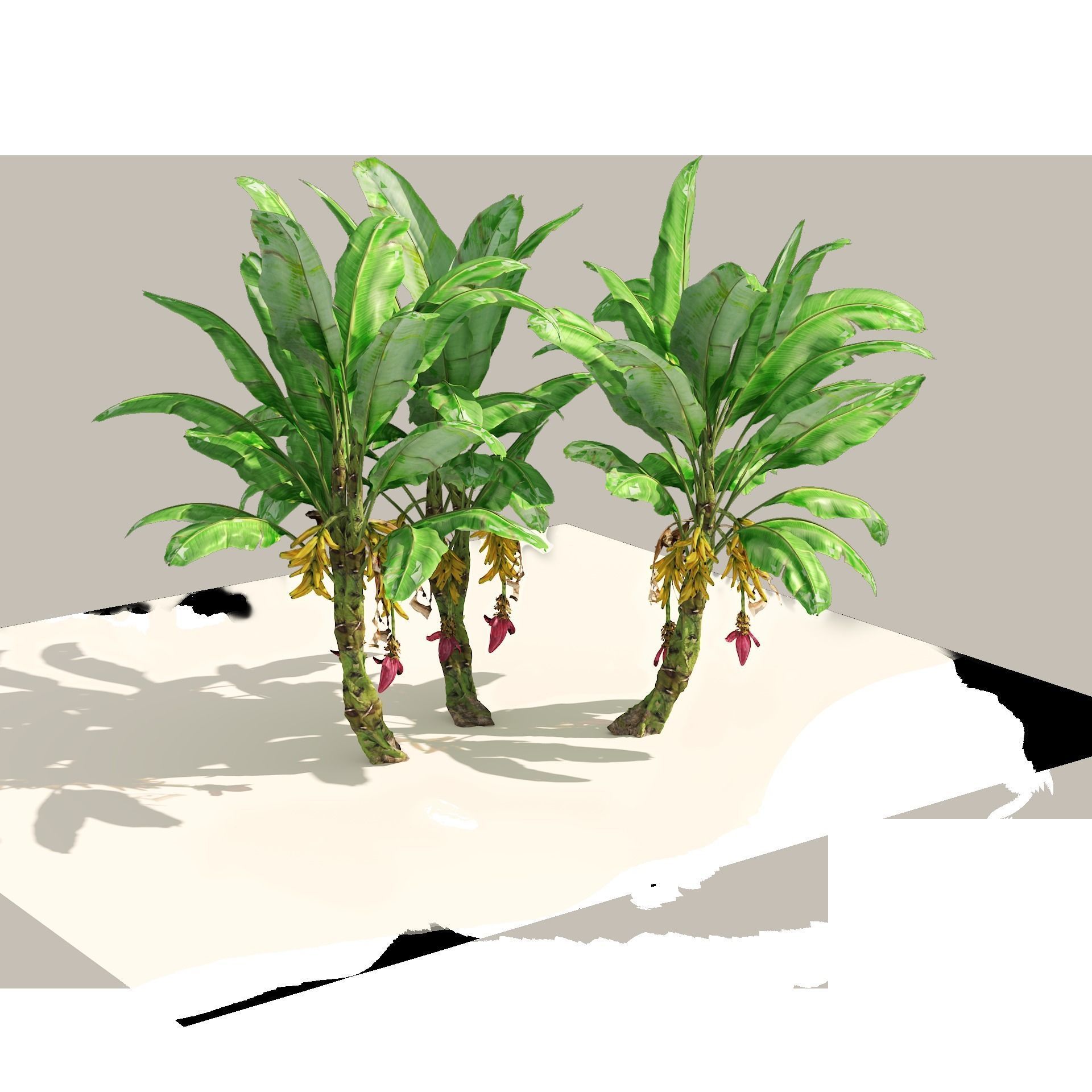 Banana tree plant cluster Low-poly 3D model_8