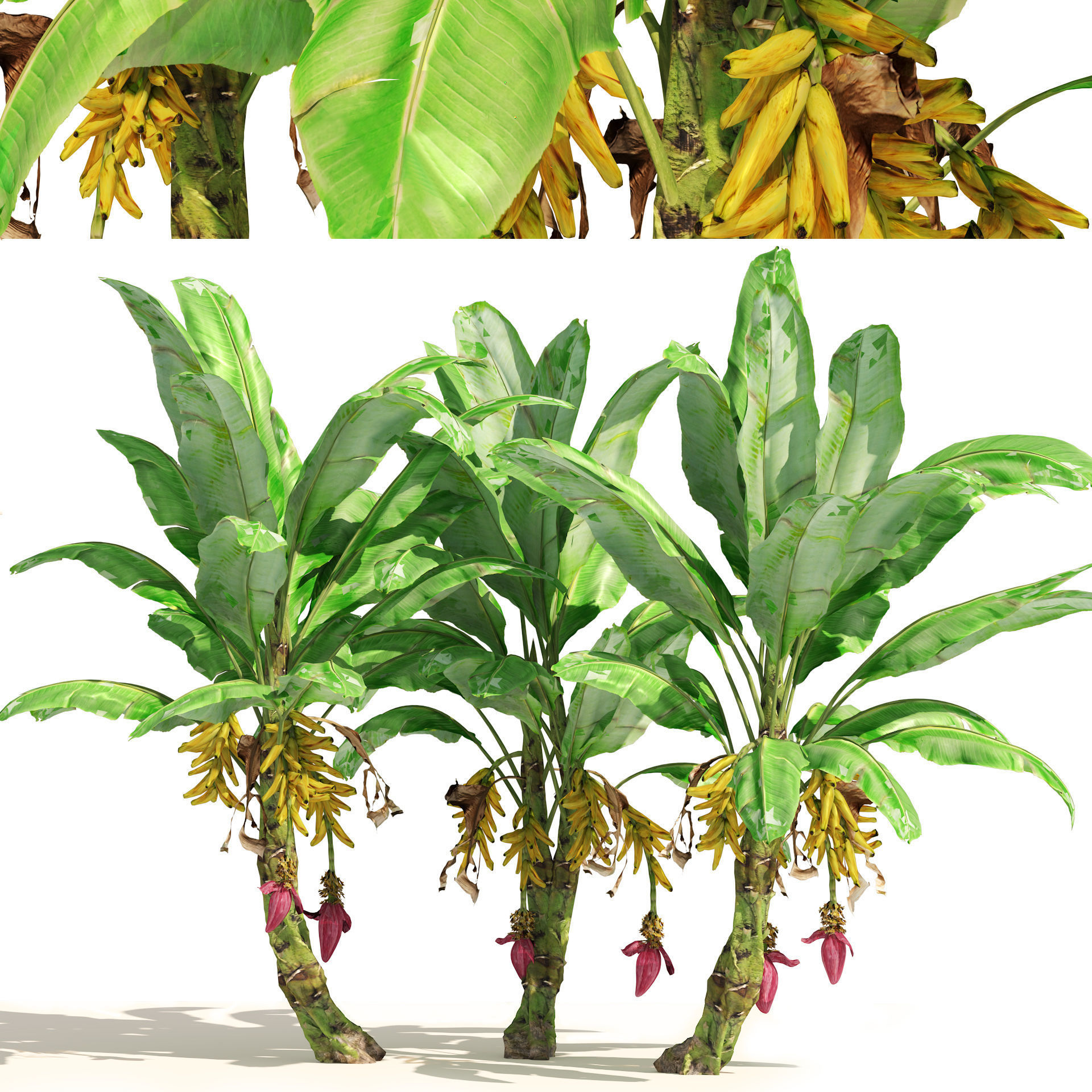 Banana tree plant cluster Low-poly 3D model_6