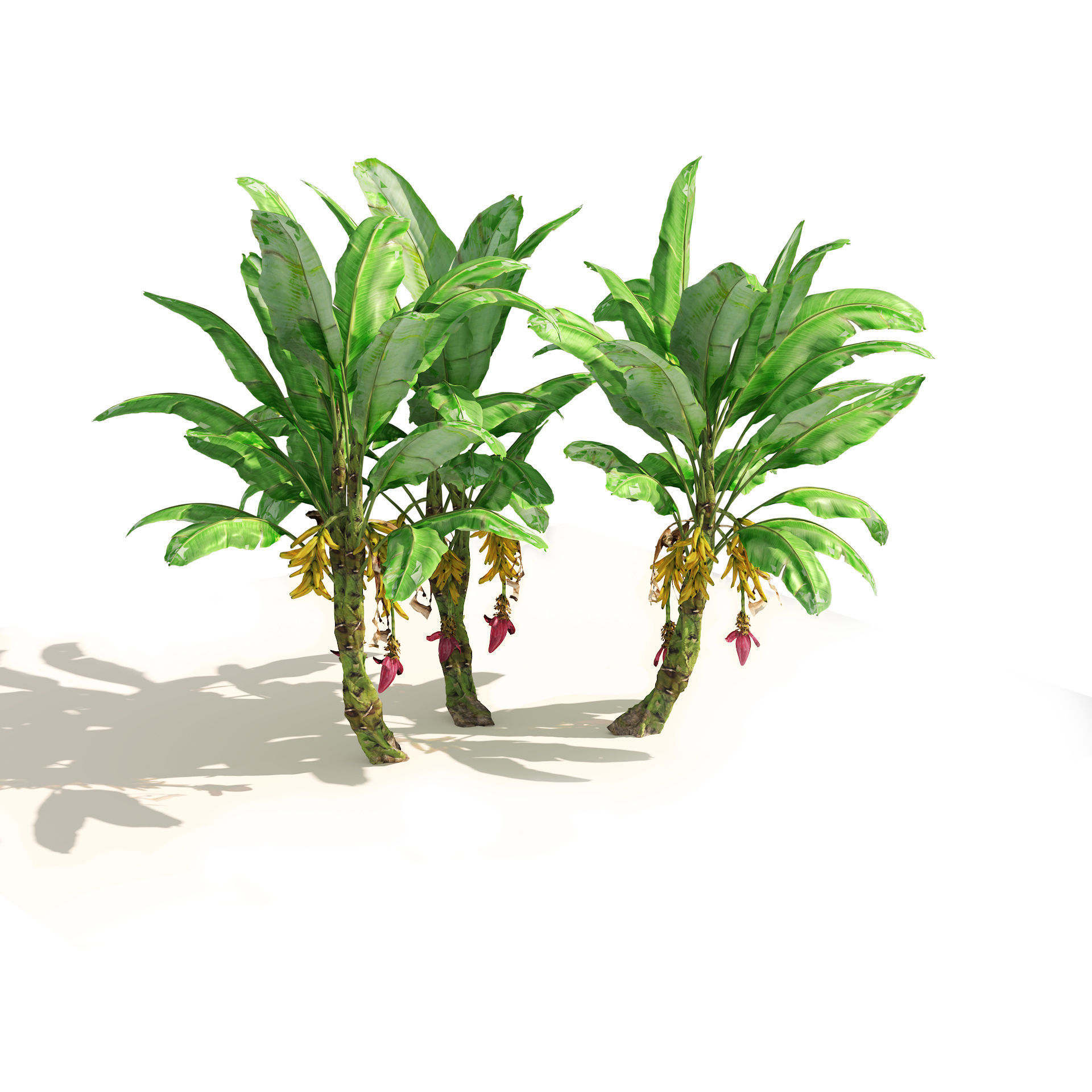 Banana tree plant cluster Low-poly 3D model_2