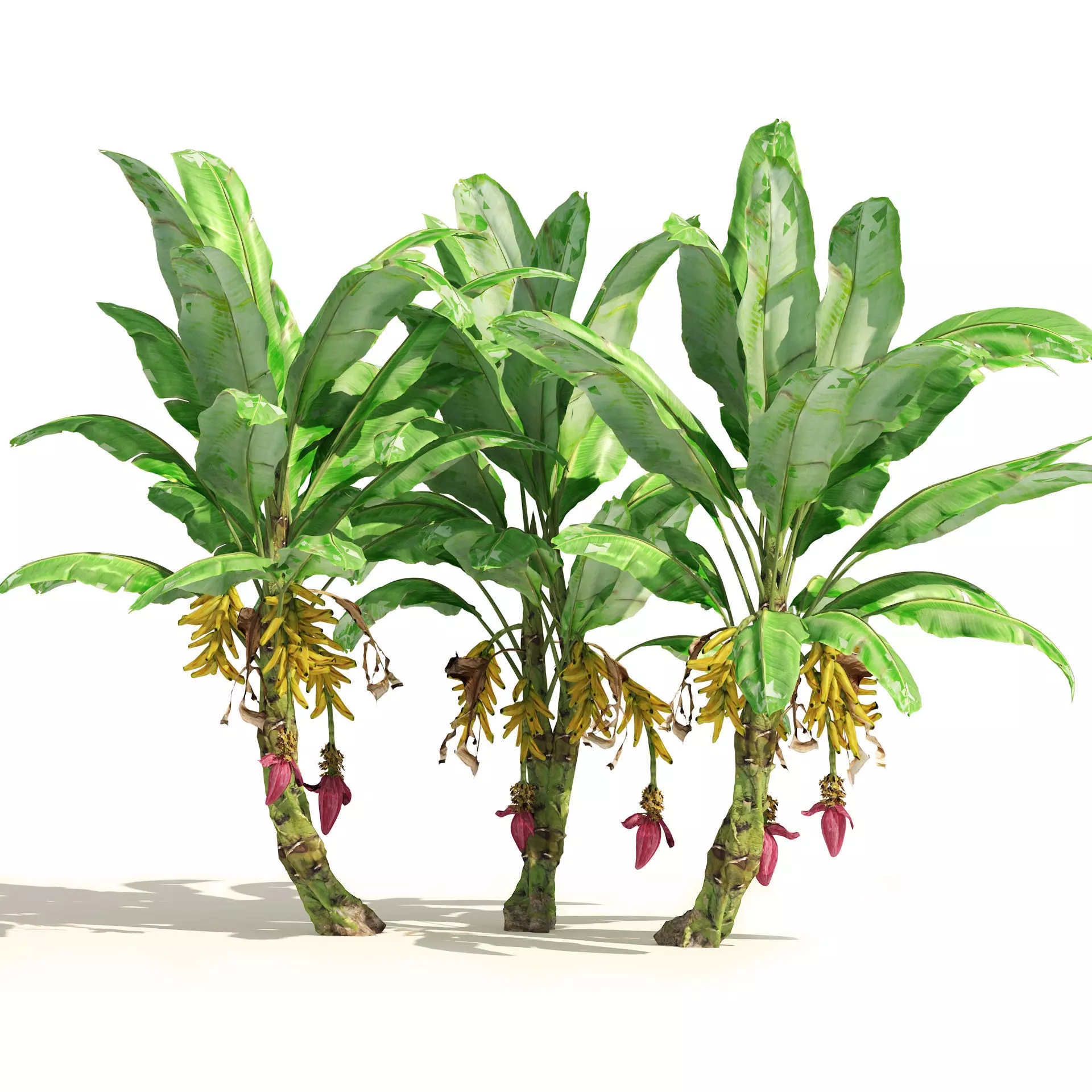 Banana tree plant cluster Low-poly 3D model_0