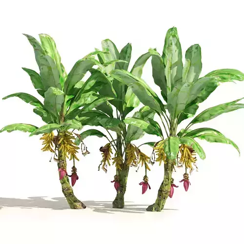 Banana tree plant cluster Low-poly 3D model
