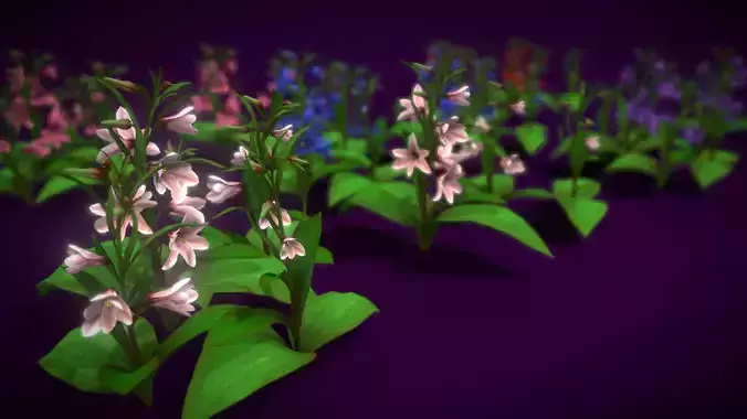 Flower Fritillaria Stenanthera