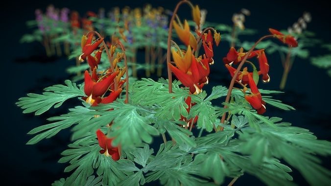 Flower Dutchmans Breeches Low-poly 3D model