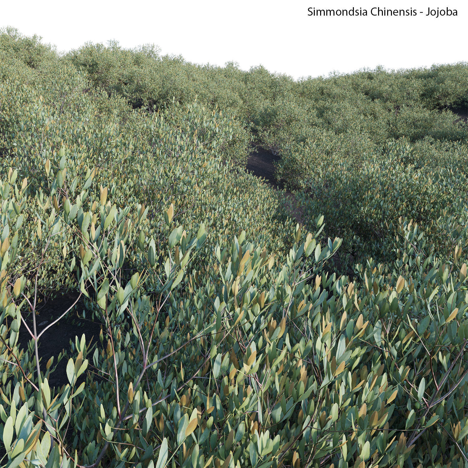 Simmondsia Chinensis - Jojoba 3D model_1