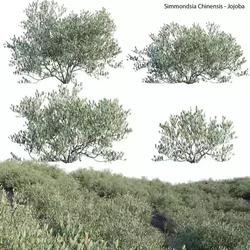 Simmondsia Chinensis - Jojoba 3D model
