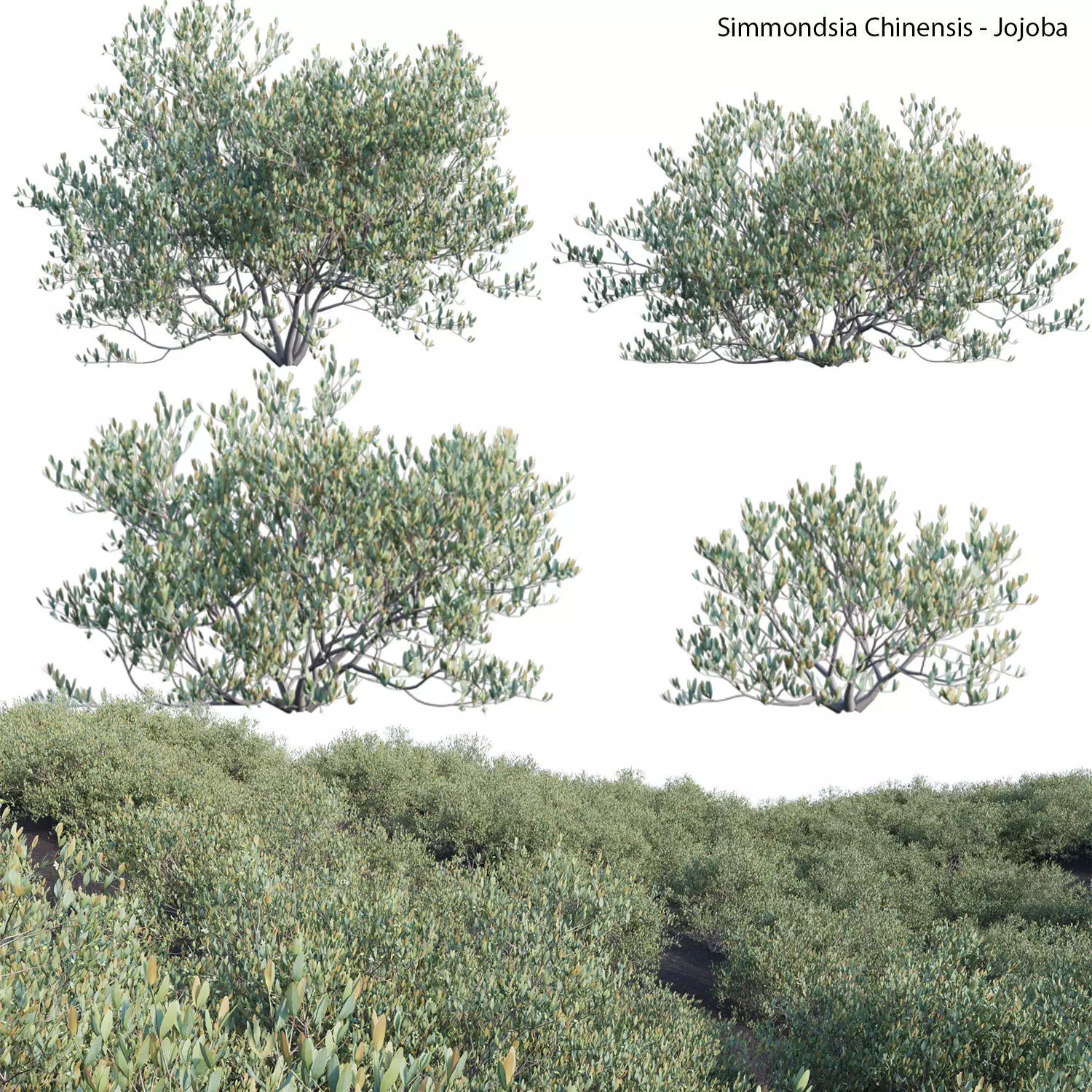 Simmondsia Chinensis - Jojoba 3D model_0