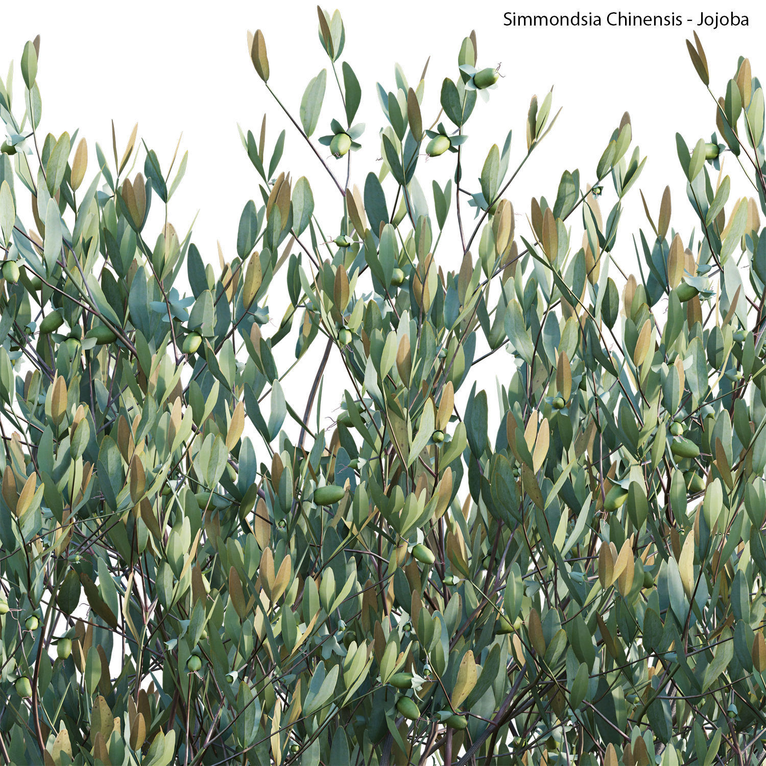 Simmondsia Chinensis - Jojoba 3D model_2