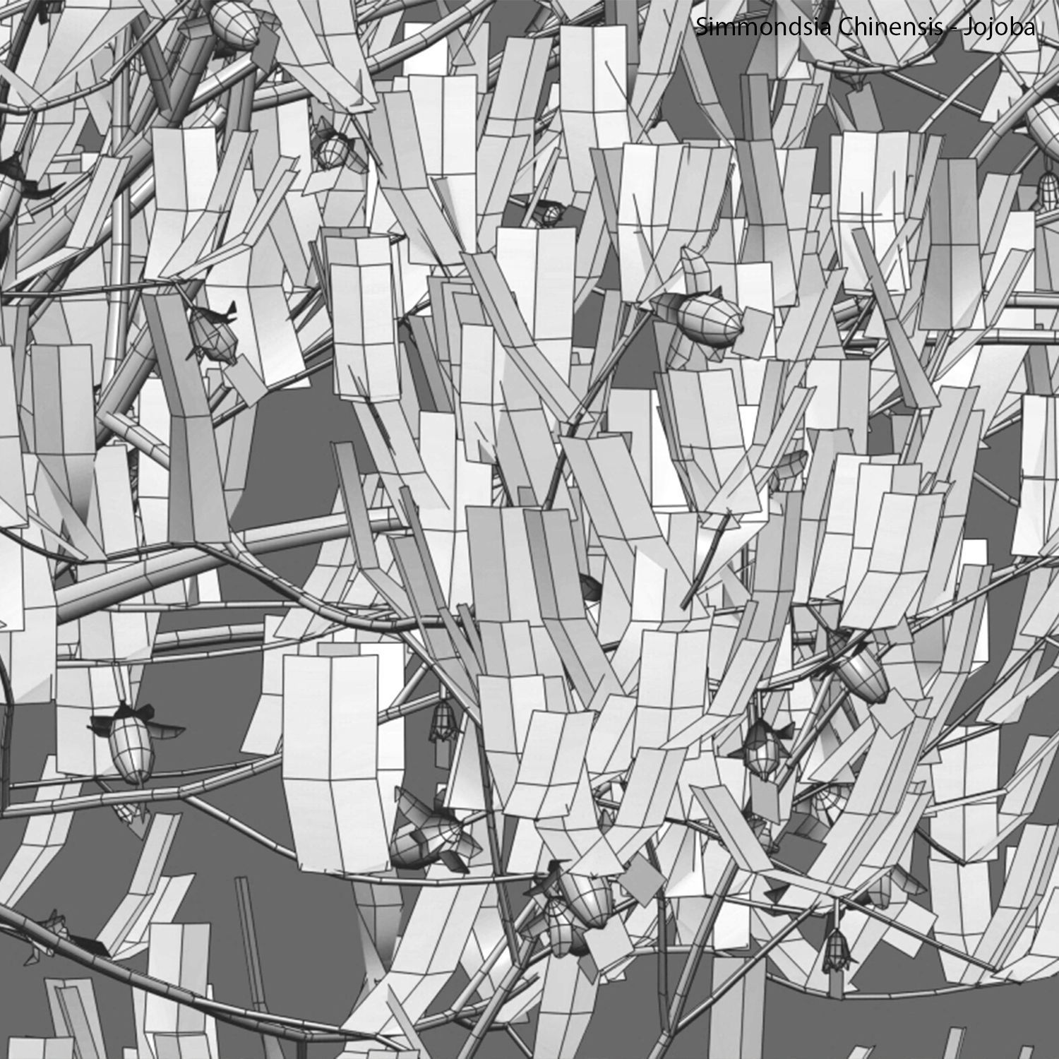Simmondsia Chinensis - Jojoba 3D model_3