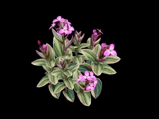 Flower Tradescantia Nanouk Low-poly 3D model_3