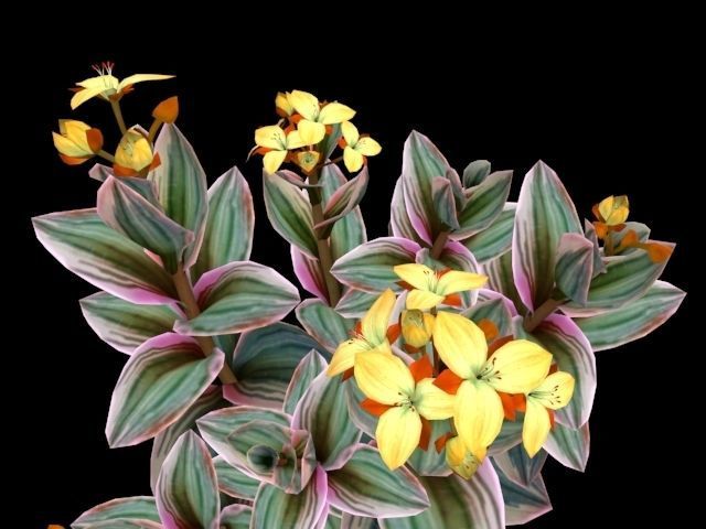 Flower Tradescantia Nanouk Low-poly 3D model_4